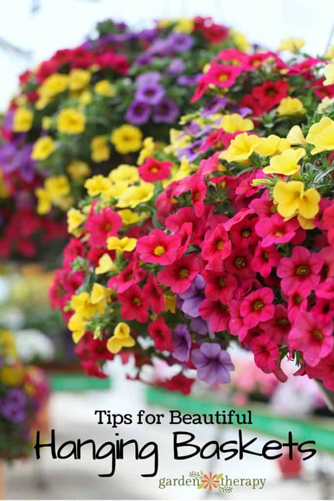 Tips-and-ideas-on-growing-beautiful-hanging-baskets-683x1024