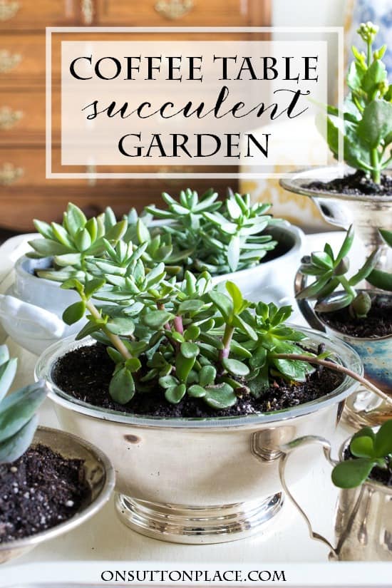 coffee-table-succulent-garden